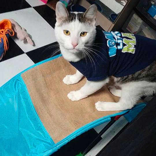 Lucky is registered to the contest to win money with this photo: