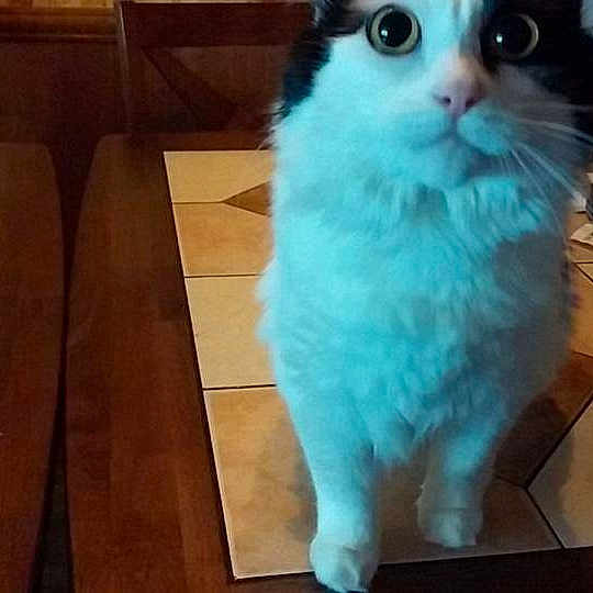 Moo