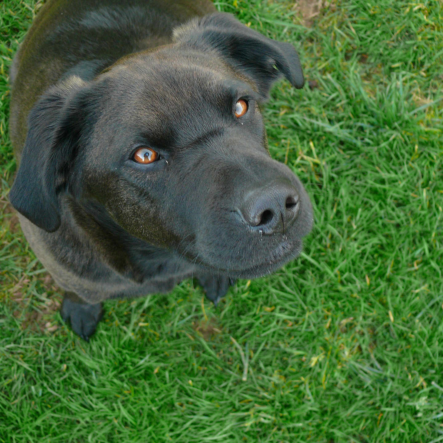 Aston participe au concours pour gagner de l'argent avec cette photo : animal, boxer, bulldog, canine, dog, field, grass, grassland, hound, labradorretriever, lawn, nature, outdoors, pet, pitbull, plant, pointer, puppy, snout