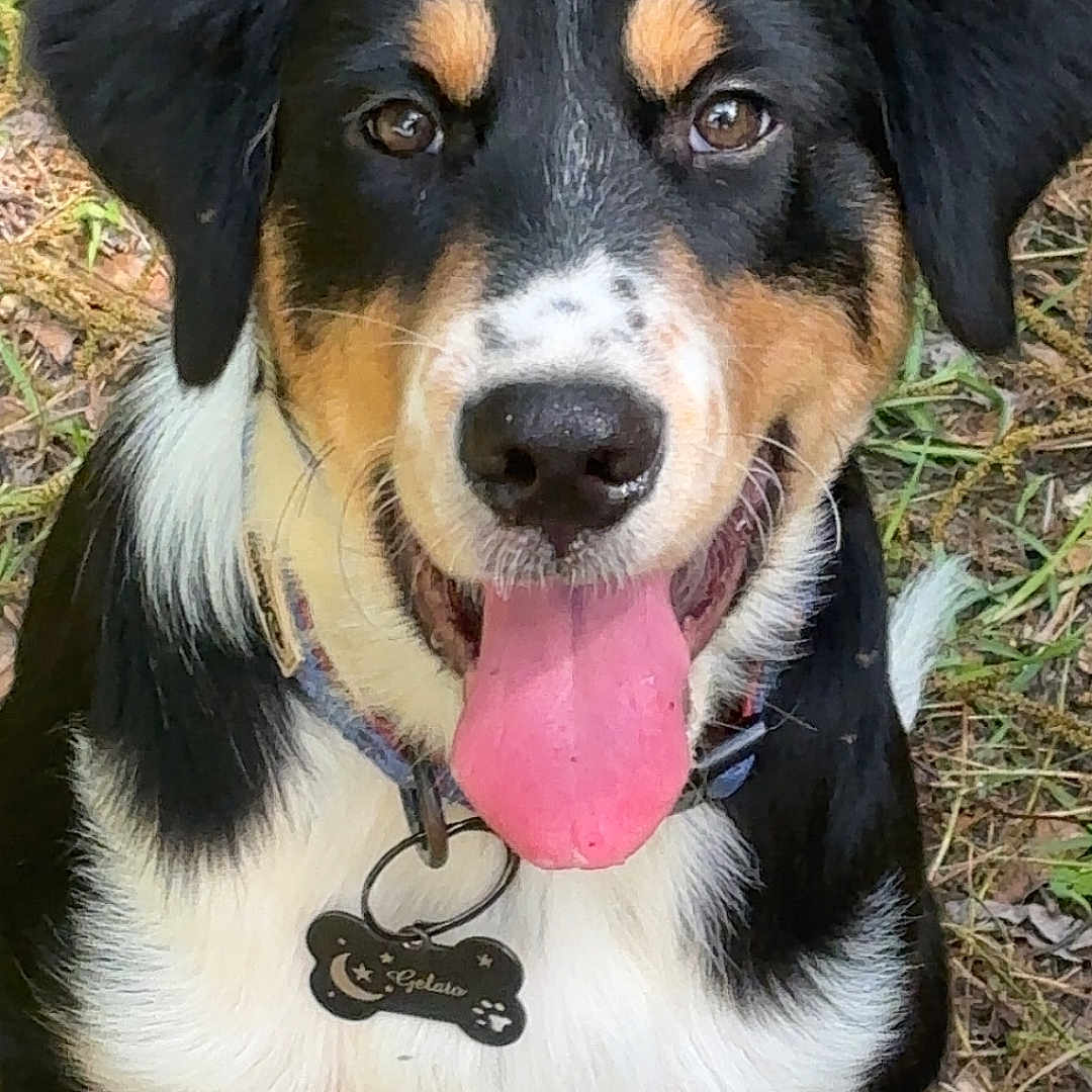 Gelato joined the competition — help win amazing prizes! animal, black_fur, brown_fur, canine, collar, cute, dog, ears, face, grass, happy, leaves, mouth, nose, outdoor, pet, sitting, tag, tongue, white_fur