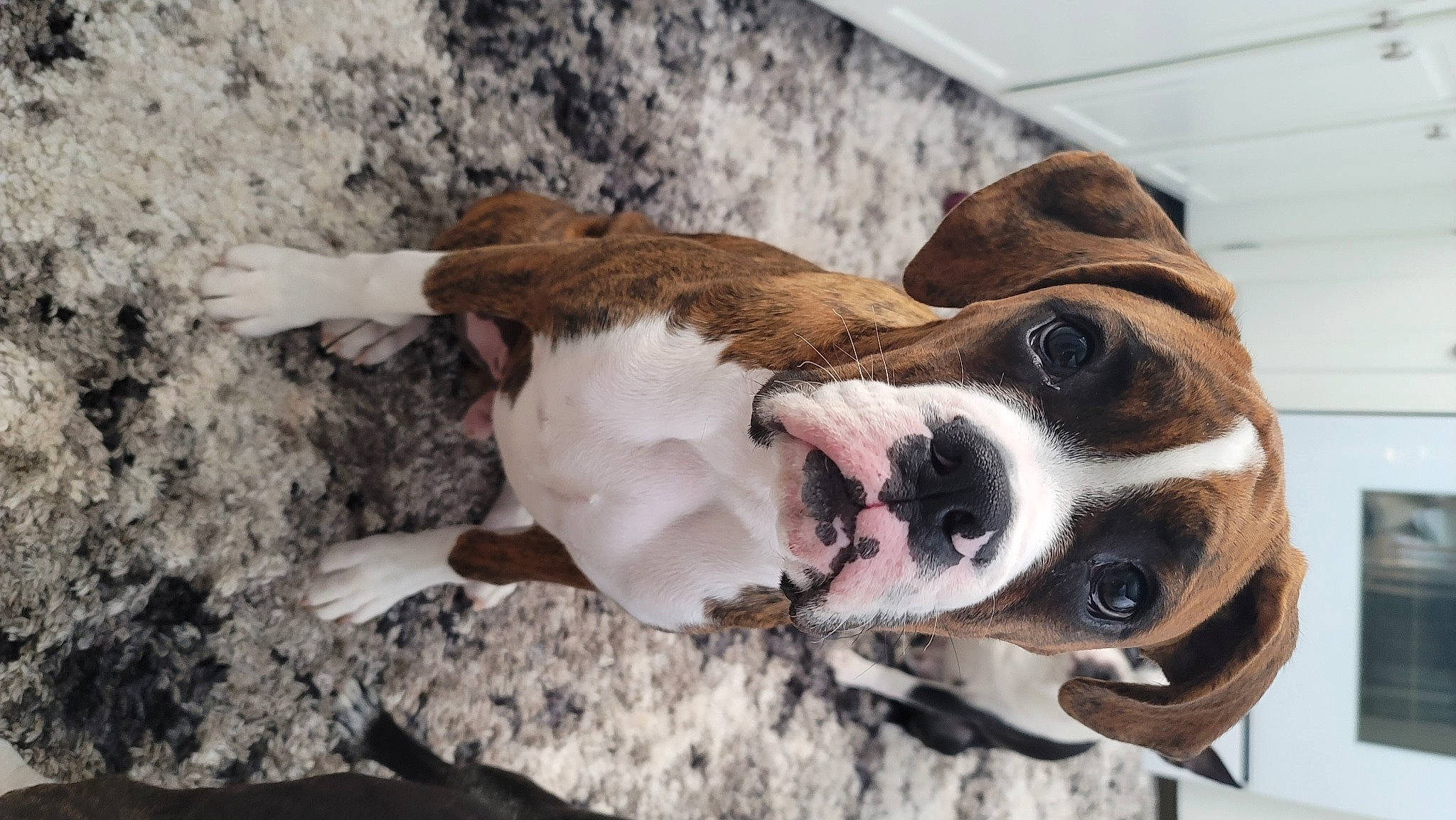 Willy is registered to the contest to win money with this photo: basset_hound, carnivore, collar, companion_dog, dog, dog_breed, dog_collar, dog_supply, fawn, fur, leash, liver, paw, pet_supply, puppy_love, snout, whiskers, window, wood, working_animal