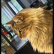 éros participe au concours pour gagner de l'argent avec cette photo : cat, fluffy, side_profile, indoor, pet, feline, whiskers, fur, animal, domestic, window, furniture, home, cozy, curious, portrait, closeup, mammal, ears, nose