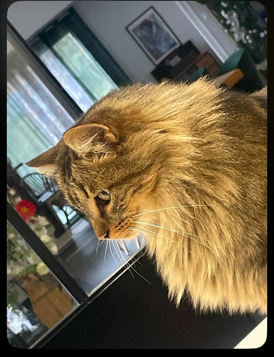 éros participe au concours pour gagner de l'argent avec cette photo : cat, fluffy, side_profile, indoor, pet, feline, whiskers, fur, animal, domestic, window, furniture, home, cozy, curious, portrait, closeup, mammal, ears, nose