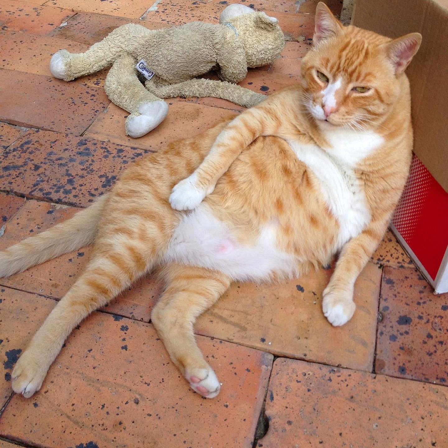 Kanel participe au concours pour gagner de l'argent avec cette photo : abyssinian, animal, box, brick, cat, face, kitten, manx, path, person, pet, plant, pottedplant, rock, slate, sleeping, teddybear, toy, walkway, wood