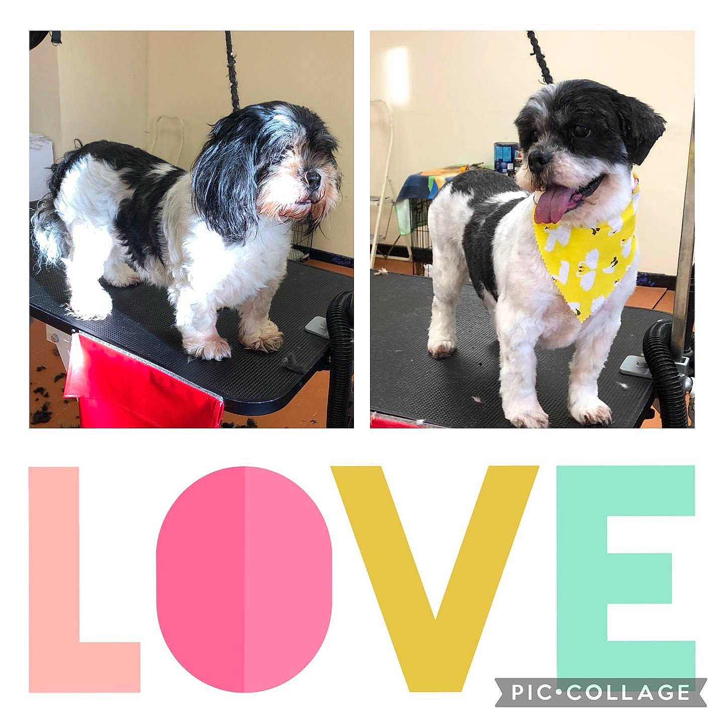 Millie joined the competition — help win amazing prizes! canidae, carnivore, collar, companion_dog, dog, dog_breed, dog_collar, dog_supply, fashion_accessory, font, fur, non_sporting_group, pattern, pet_supply, rectangle, sporting_group, toy_dog, water_dog, working_animal, working_dog