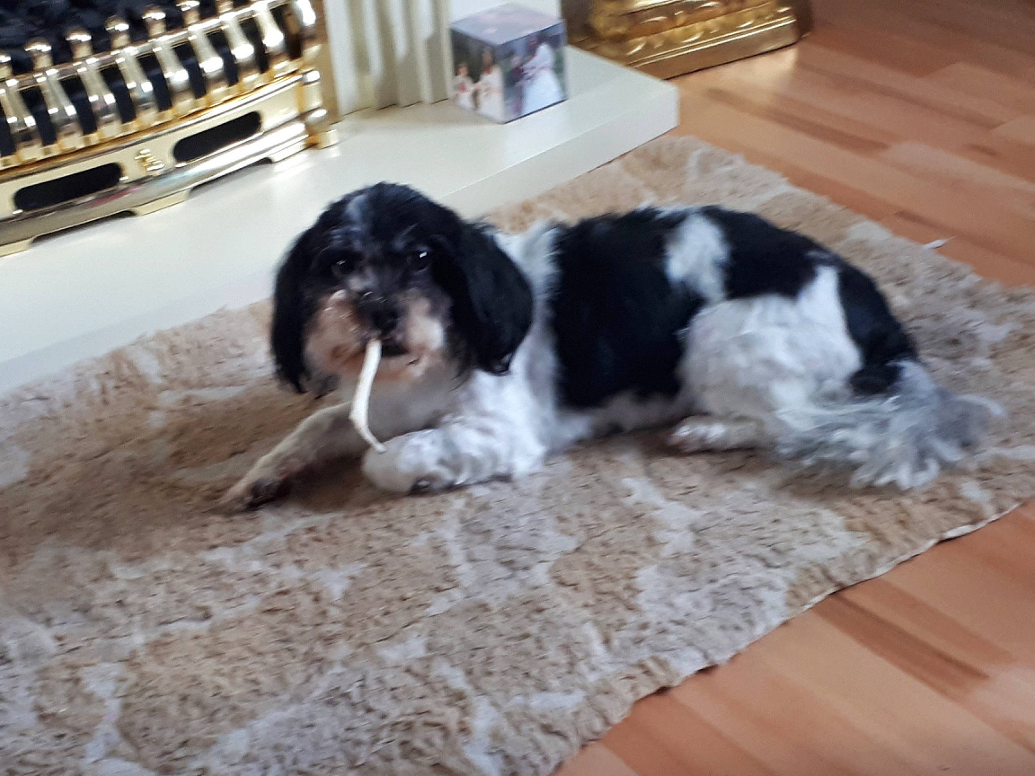 Millie is registered to the contest to win money with this photo: bored, canidae, carnivore, companion_dog, dog, dog_breed, flooring, fur, gun_dog, hardwood, snout, sporting_group, wood, working_dog