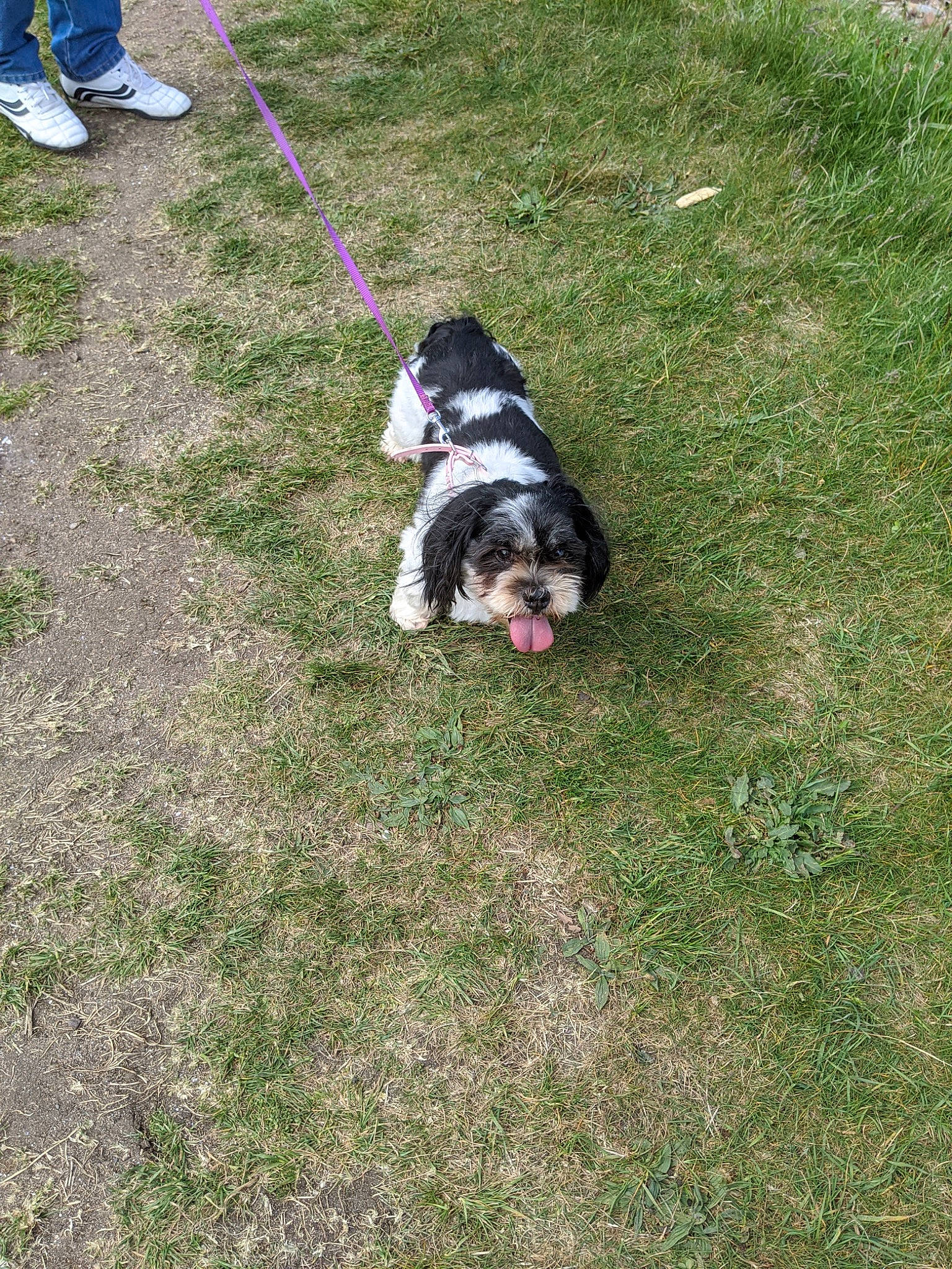 Millie is registered to the contest to win money with this photo: canidae, carnivore, companion_dog, dog, dog_breed, dog_supply, flooring, grass, groundcover, lawn, leash, plant, soil, sporting_group, tail, terrier, toy_dog, walking_shoe, working_dog, yard