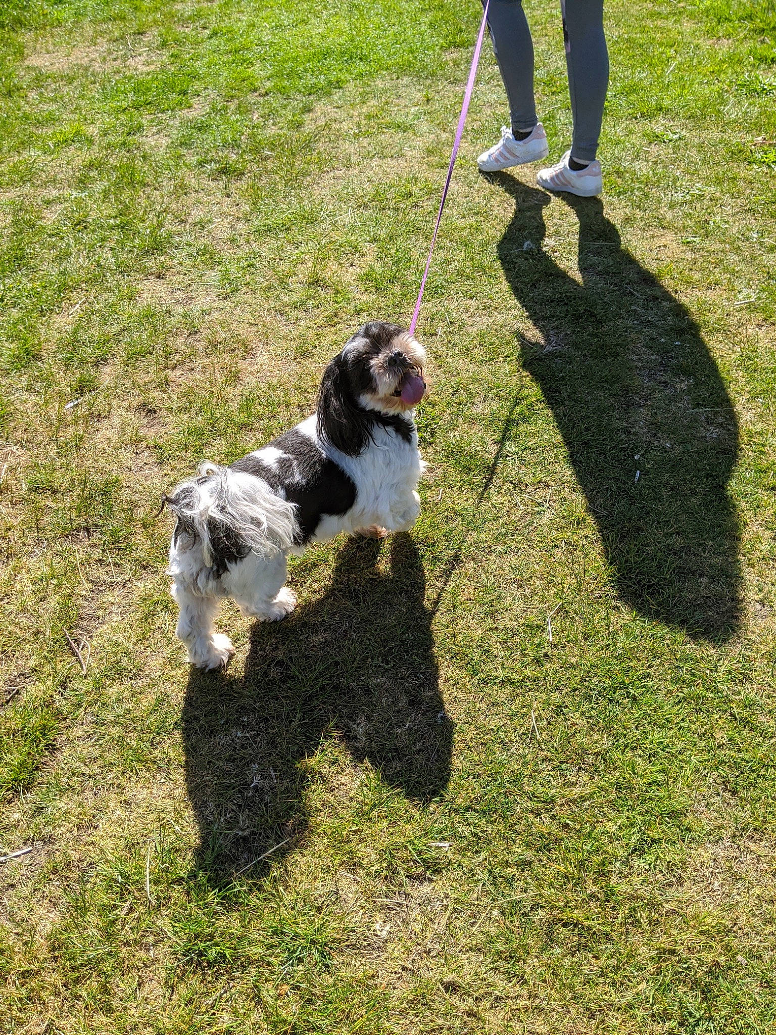 Millie is registered to the contest to win money with this photo: canidae, carnivore, companion_dog, corn_on_the_cob, dog, dog_breed, grass, herding_dog, lawn, leash, soil, spaniel, sporting_group, tail, terrier, toy_dog, tracking_trial, water_dog, working_animal, working_dog