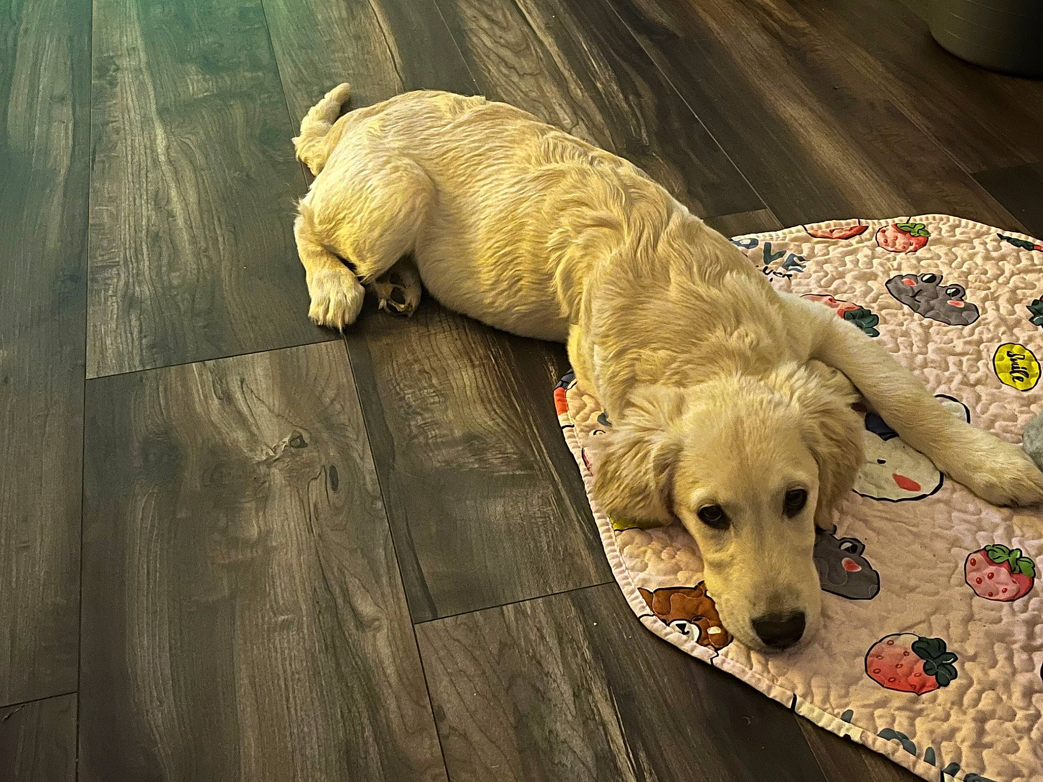 Grace joined the competition — help win amazing prizes! canidae, carnivore, comfort, companion_dog, couch, dog, dog_breed, dog_supply, fawn, flooring, gun_dog, hardwood, pet_supply, rectangle, snout, sporting_group, tail, terrestrial_animal, wood, working_animal