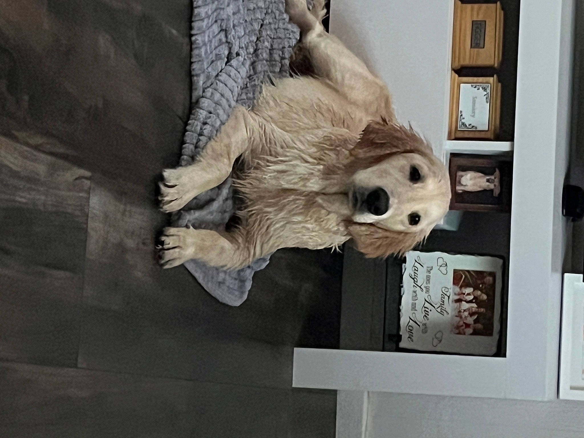 Grace joined the competition — help win amazing prizes! art, artifact, bone, building, carving, fur, house, panda, picture_frame, room, sculpture, skeleton, skull, snout, statue, stuffed_toy, tourist_attraction, toy, visual_arts, wood