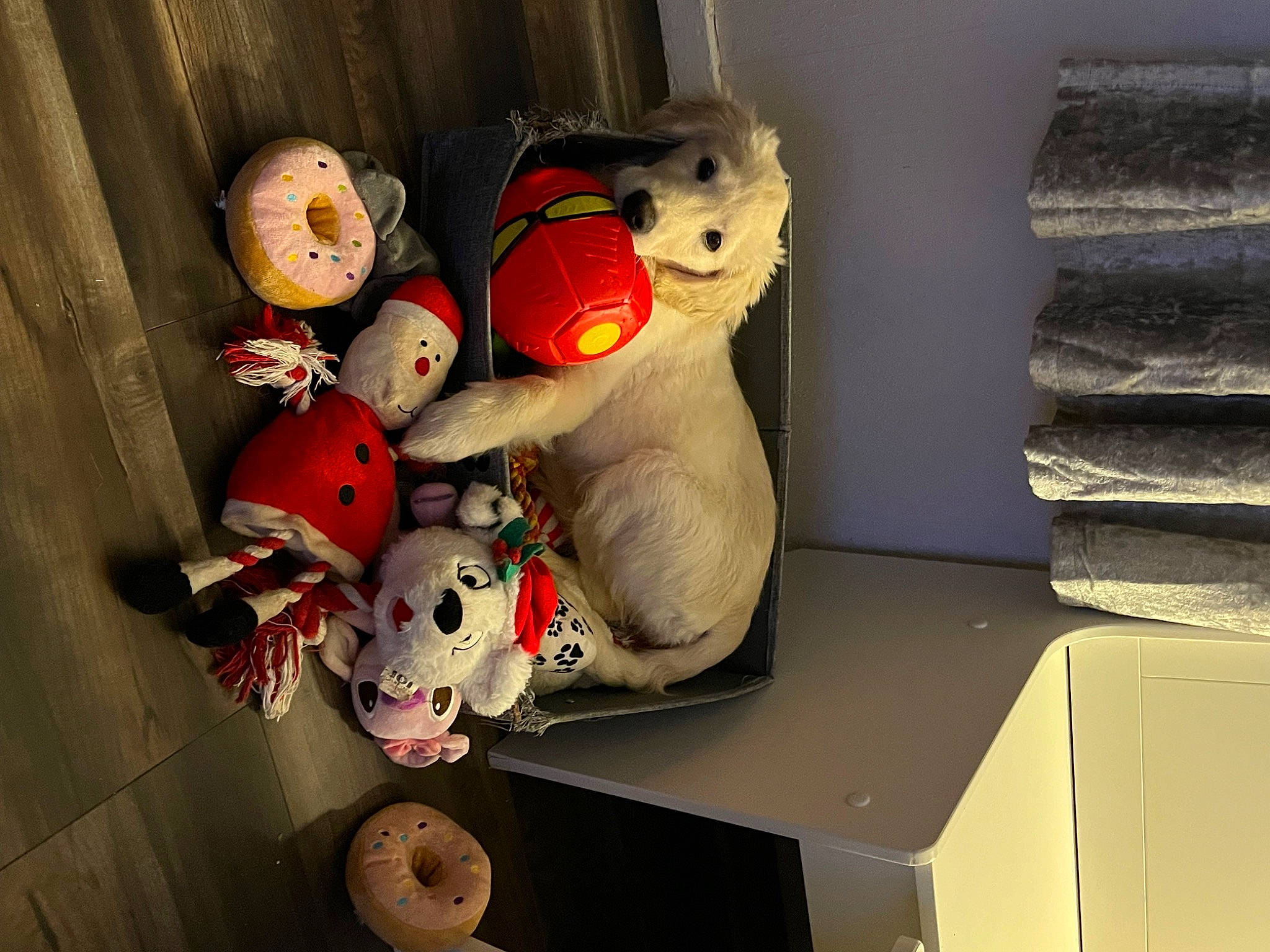 Grace is registered to the contest to win money with this photo: art, baby_toys, carmine, fur, mechanical_fan, plush, room, shelf, stuffed_toy, teddy_bear, toy, visual_arts, window, wood
