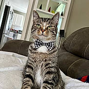 Bean is registered to the contest to win money with this photo: cat, tabby, bowtie, pet, indoor, couch, blanket, living_room, furniture, whiskers, fur, green_eyes, striped, domestic_cat, cute, animal, mammal, relaxed, sitting, household
