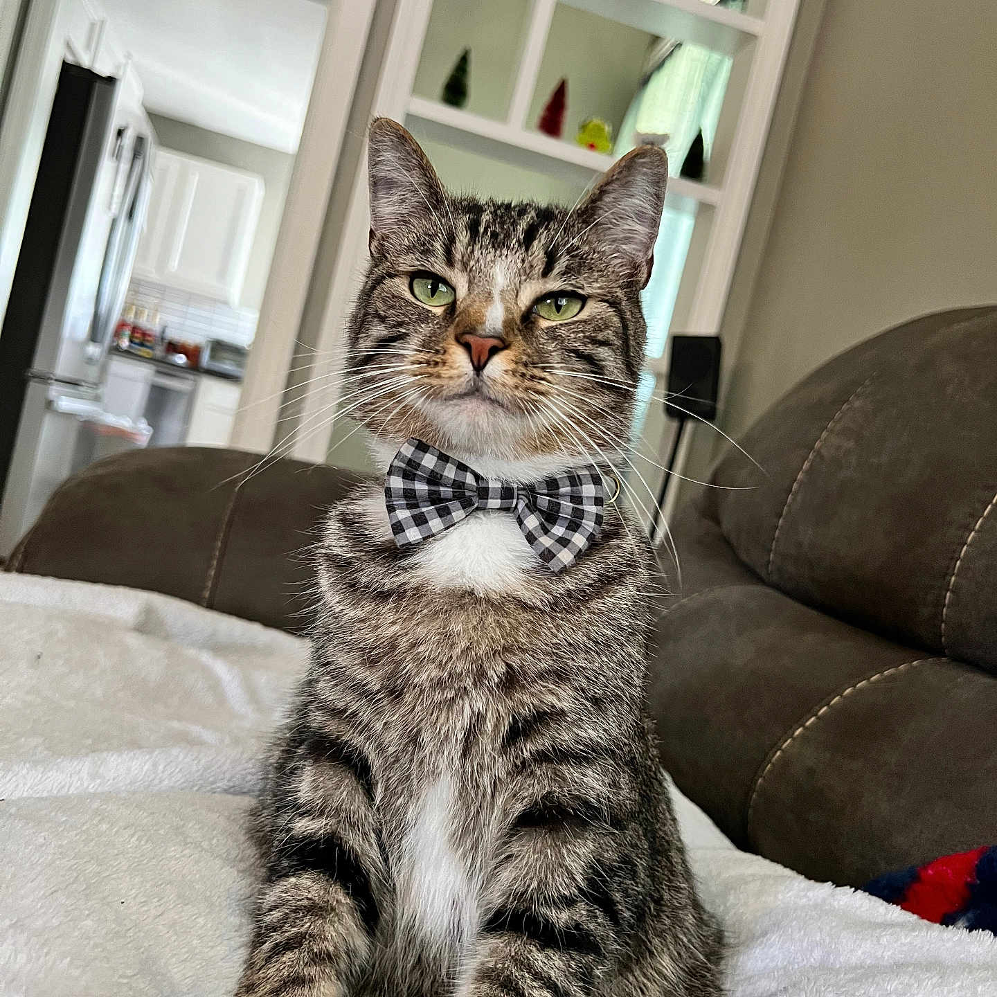 Bean is registered to the contest to win money with this photo: animal, blanket, bowtie, cat, couch, cute, domestic_cat, fur, furniture, green_eyes, household, indoor, living_room, mammal, pet, relaxed, sitting, striped, tabby, whiskers
