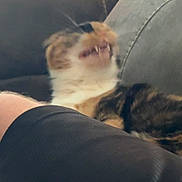 Farrah joined the competition — help win amazing prizes! cat, pet, animal, blurred, teeth, mouth, feline, couch, indoor, fur, whiskers, leg, human, closeup, resting, domestic, striped, tabby, relaxed, funny