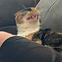 cat, pet, animal, blurred, teeth, mouth, feline, couch, indoor, fur, whiskers, leg, human, closeup, resting, domestic, striped, tabby, relaxed, funny