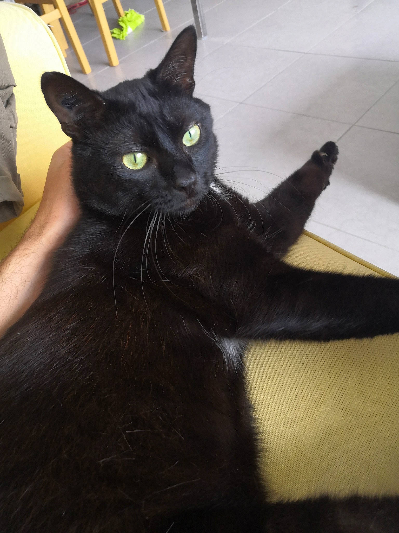 Houblon participe au concours pour gagner de l'argent avec cette photo : asian, black_cat, bombay, burmese, carnivore, cat, domestic_short_haired_cat, felidae, havana_brown, korat, mammal, small_to_medium_sized_cats, tail, vertebrate, whiskers