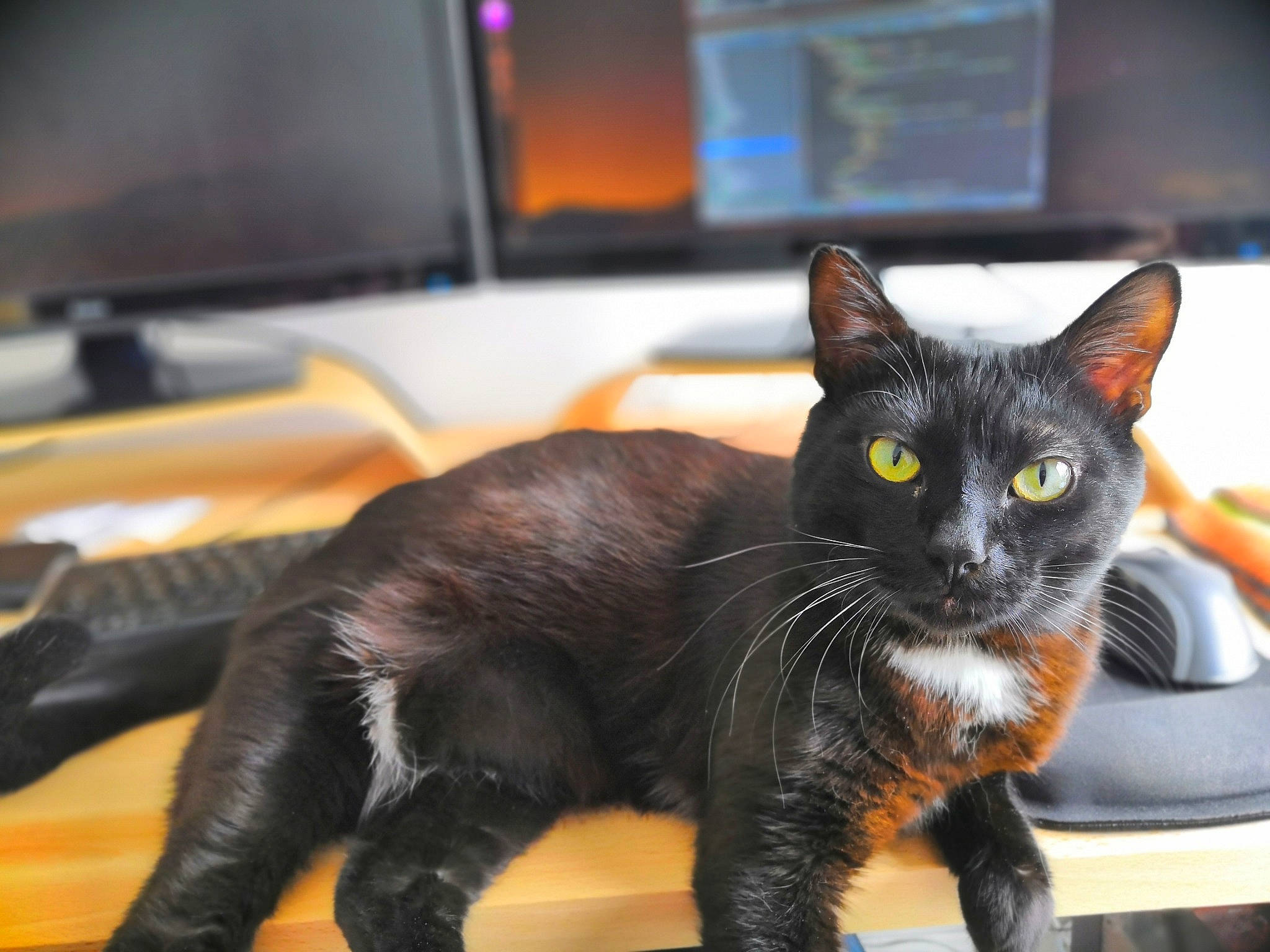 Houblon participe au concours pour gagner de l'argent avec cette photo : asian, black_cat, carnivore, cat, claw, domestic_short_haired_cat, european_shorthair, felidae, fur, kitten, mammal, paw, polydactyl_cat, small_to_medium_sized_cats, tail, whiskers