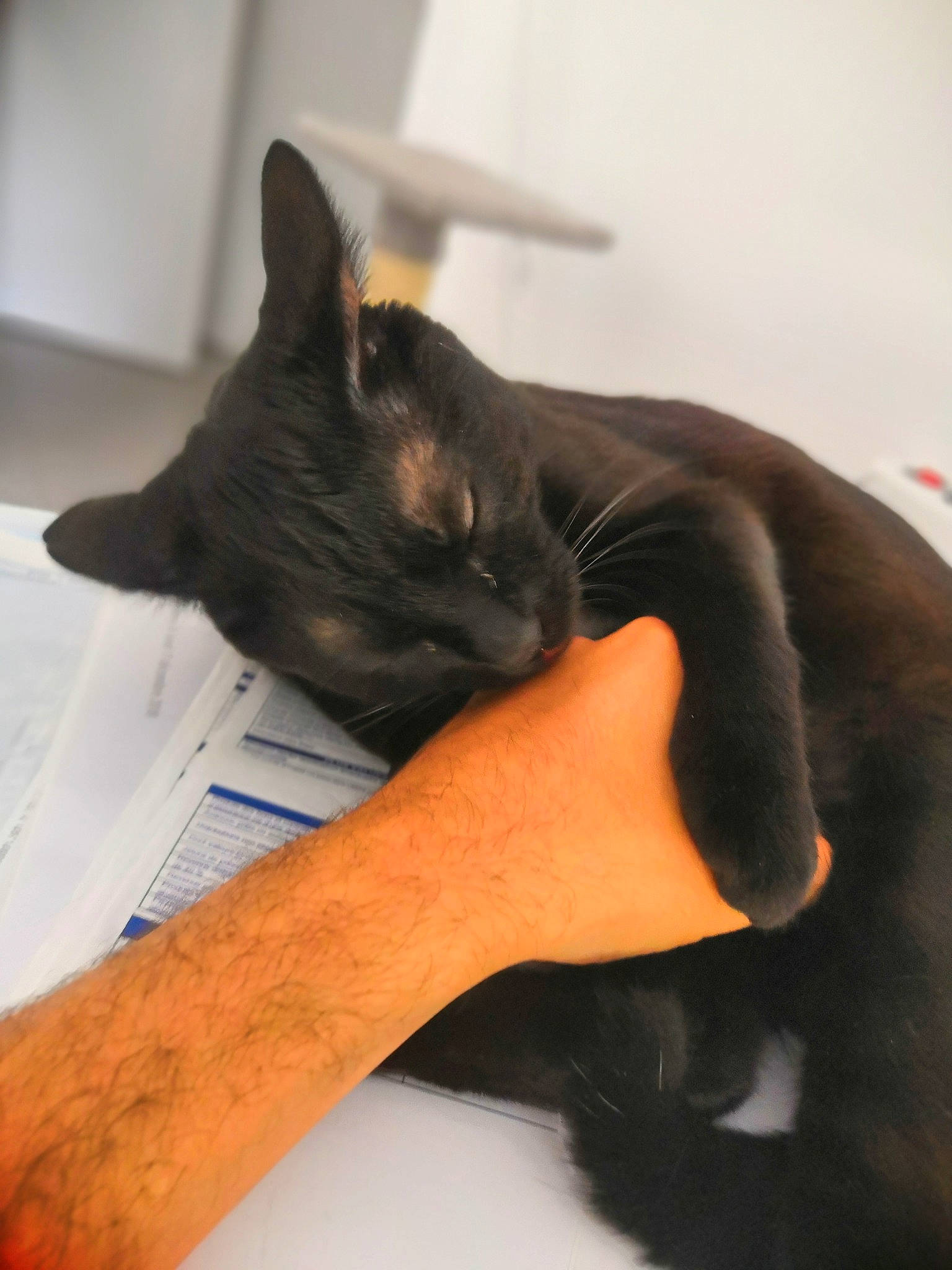 Houblon participe au concours pour gagner de l'argent avec cette photo : asian, black_cat, bombay, burmese, carnivore, cat, chartreux, domestic_short_haired_cat, ear, felidae, havana_brown, korat, nap, russian_blue, small_to_medium_sized_cats, snout, tail, whiskers