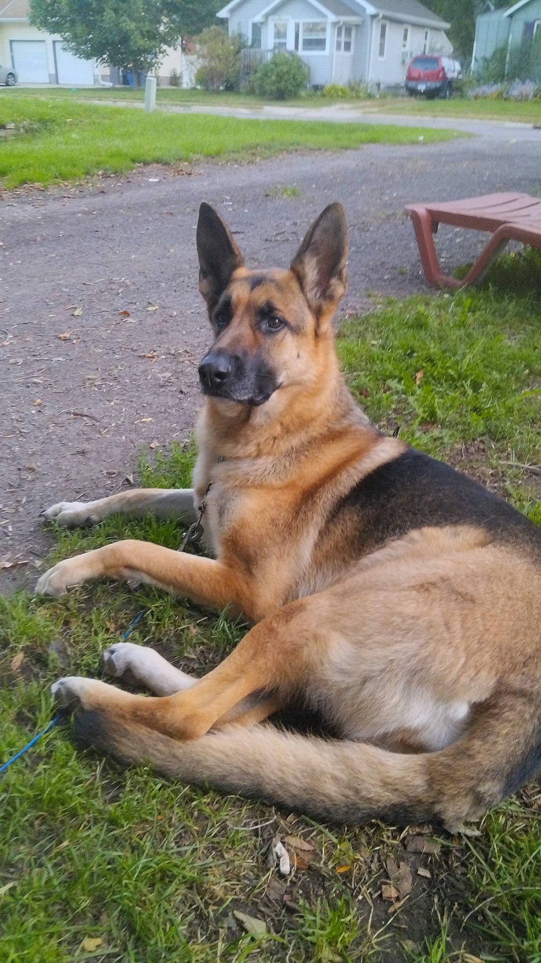 Jazzie joined the competition — help win amazing prizes! canidae, carnivore, companion_dog, dog, dog_breed, east_european_shepherd, fawn, german_shepherd_dog, grass, herding_dog, king_shepherd, old_german_shepherd_dog, outdoor_bench, outdoor_furniture, plant, snout, sporting_group, terrestrial_animal, working_animal, working_dog