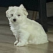 Brownie a rejoint le concours — aidez-le/la à gagner de superbes lots ! dog, white_dog, pet, indoor, floor, sitting, small_dog, fur, animal, home, furniture, quiet, calm, cute, companion, domestic_animal, resting, expression, floor_reflection, dog_face