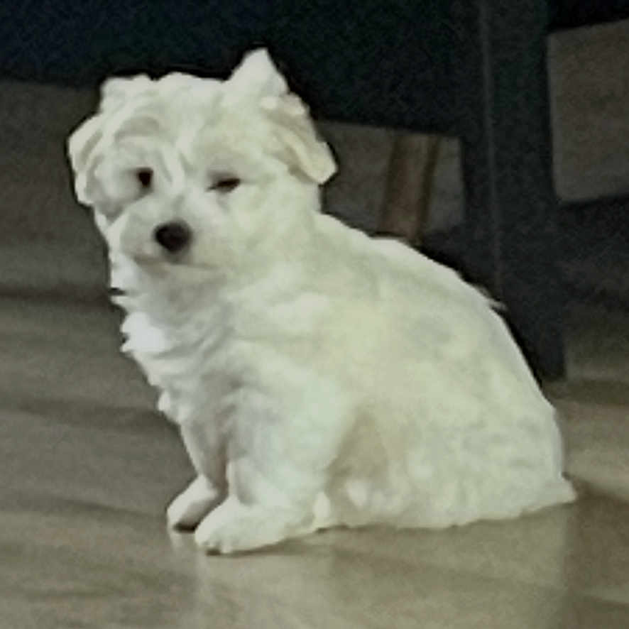 Brownie a rejoint le concours — aidez-le/la à gagner de superbes lots ! dog, white_dog, pet, indoor, floor, sitting, small_dog, fur, animal, home, furniture, quiet, calm, cute, companion, domestic_animal, resting, expression, floor_reflection, dog_face