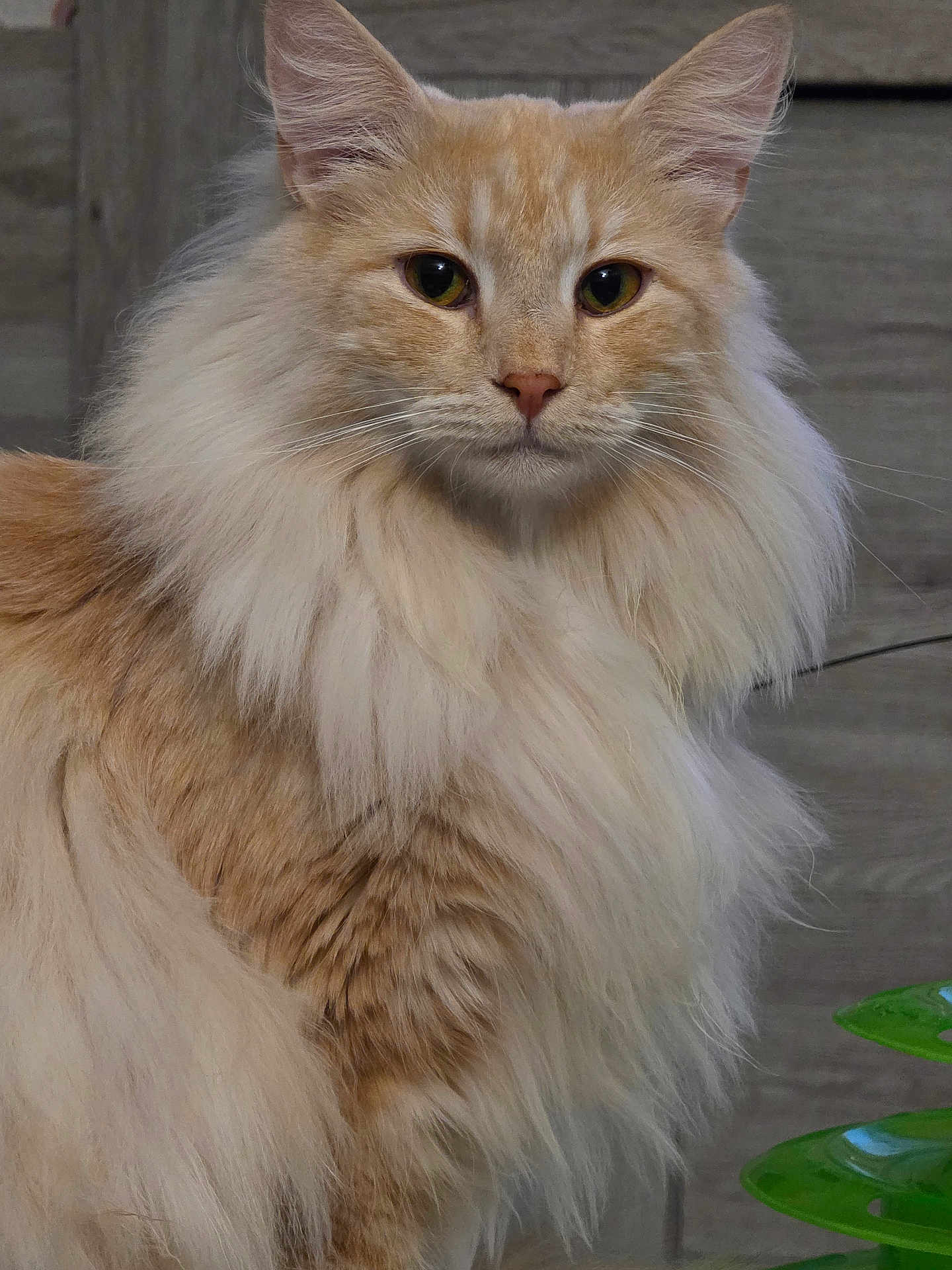 Vanille participe au concours pour gagner de l'argent avec cette photo : cat, feline, long_hair, fluffy, cream_color, orange_tabby, whiskers, ears, eyes, nose, fur, portrait, closeup, indoor, wooden_background, plant, green_leaf, pet, looking_at_camera, calm