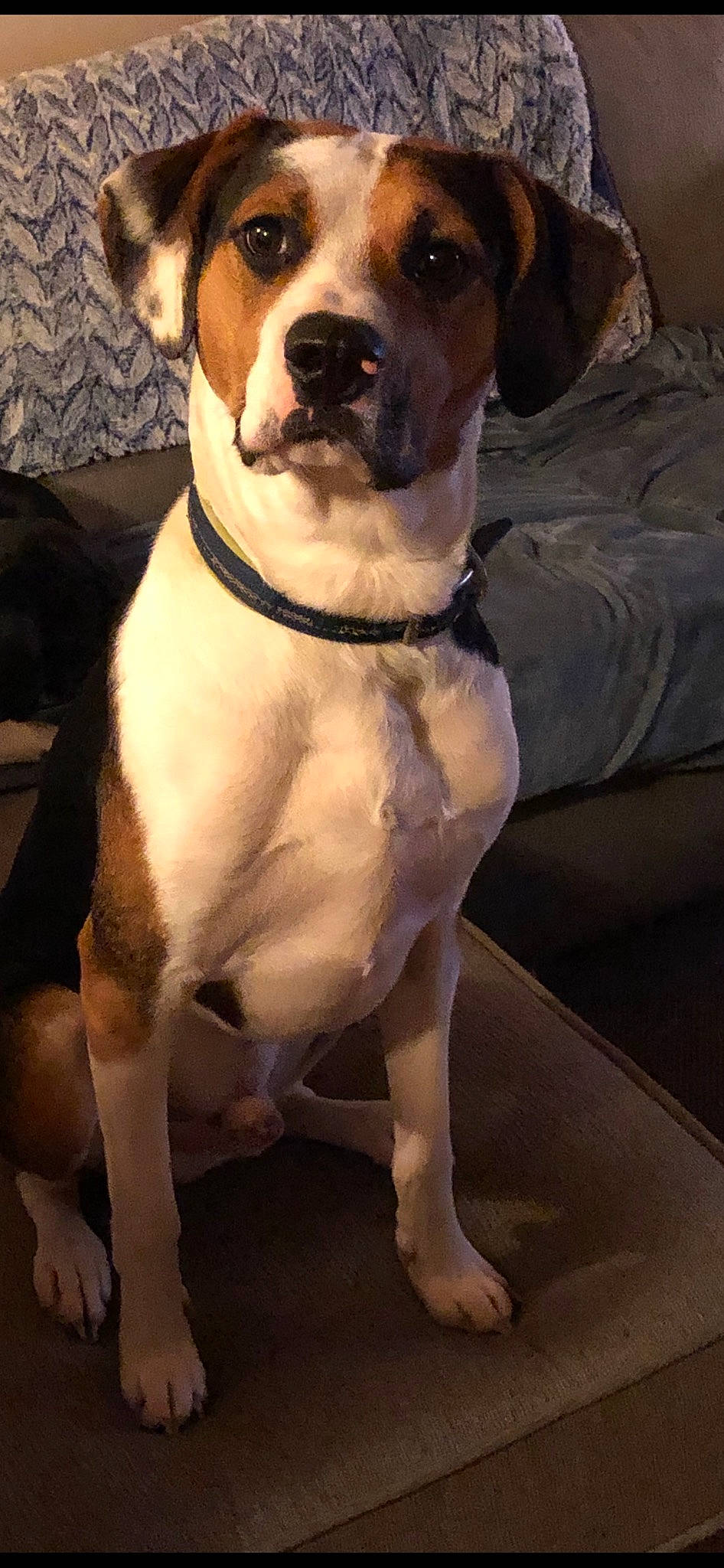 Copper is registered to the contest to win money with this photo: ancient_dog_breeds, canidae, carnivore, collar, companion_dog, dog, dog_breed, dog_collar, fawn, giant_dog_breed, guard_dog, molosser, non_sporting_group, pet_supply, snout, sporting_group, water, whiskers, working_animal, working_dog