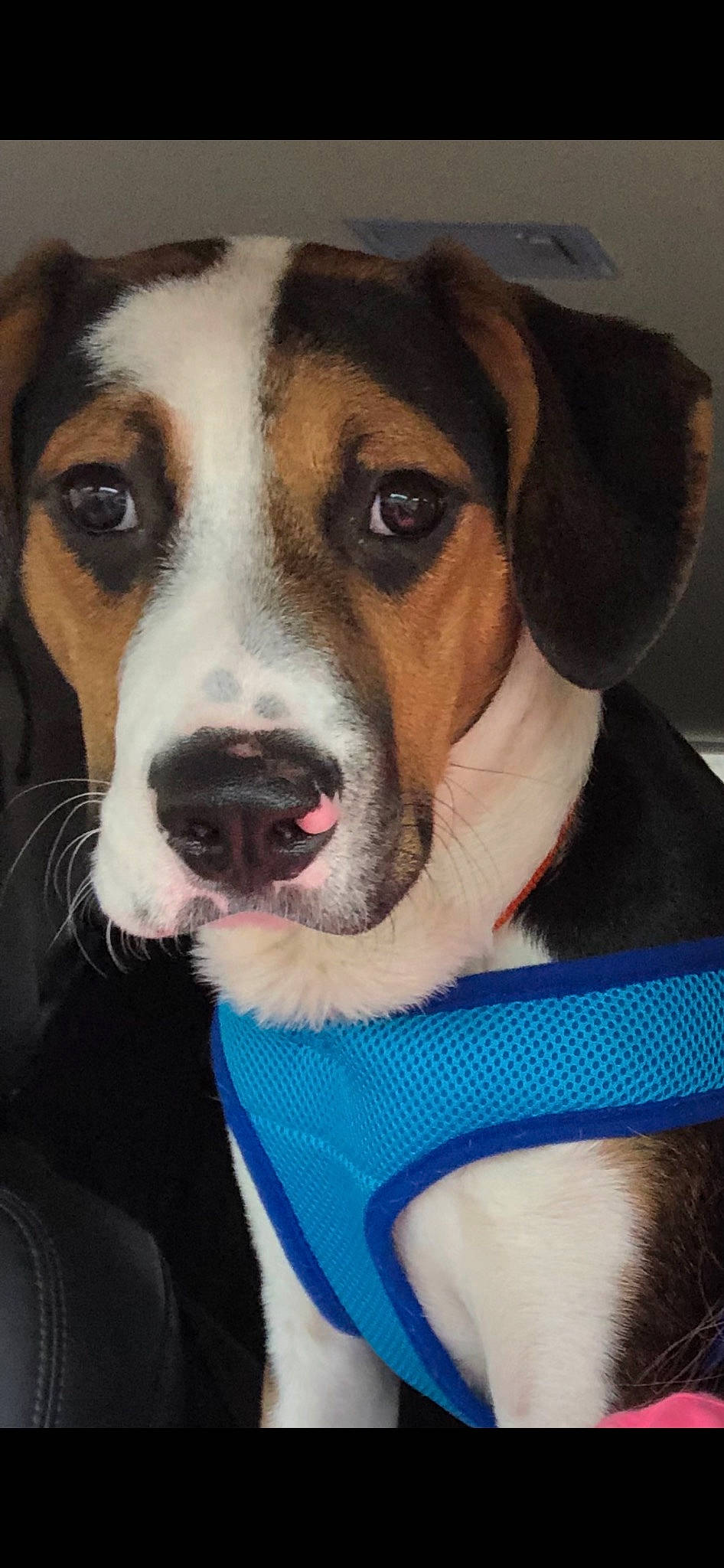 Copper is registered to the contest to win money with this photo: beagle, canidae, carnivore, collar, companion_dog, dog, dog_breed, dog_supply, electric_blue, fawn, finnish_hound, fur, giant_dog_breed, hound, scent_hound, snout, sporting_group, whiskers, working_animal, working_dog