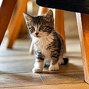 Baloo participe au concours pour gagner de l'argent avec cette photo : kitten, cat, tabby, wooden_floor, furniture, table_leg, curious, pet, animal, indoor, young_cat, whiskers, cute, small, exploring, fur, eyes, paws, domestic_cat, mammal