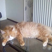 Rory is registered to the contest to win money with this photo: animal, appliance, cat, coffeetable, couch, device, diningtable, door, electricaldevice, furniture, indoors, interiordesign, kitten, person, pet, plant, pottedplant, radiator, sleeping, table