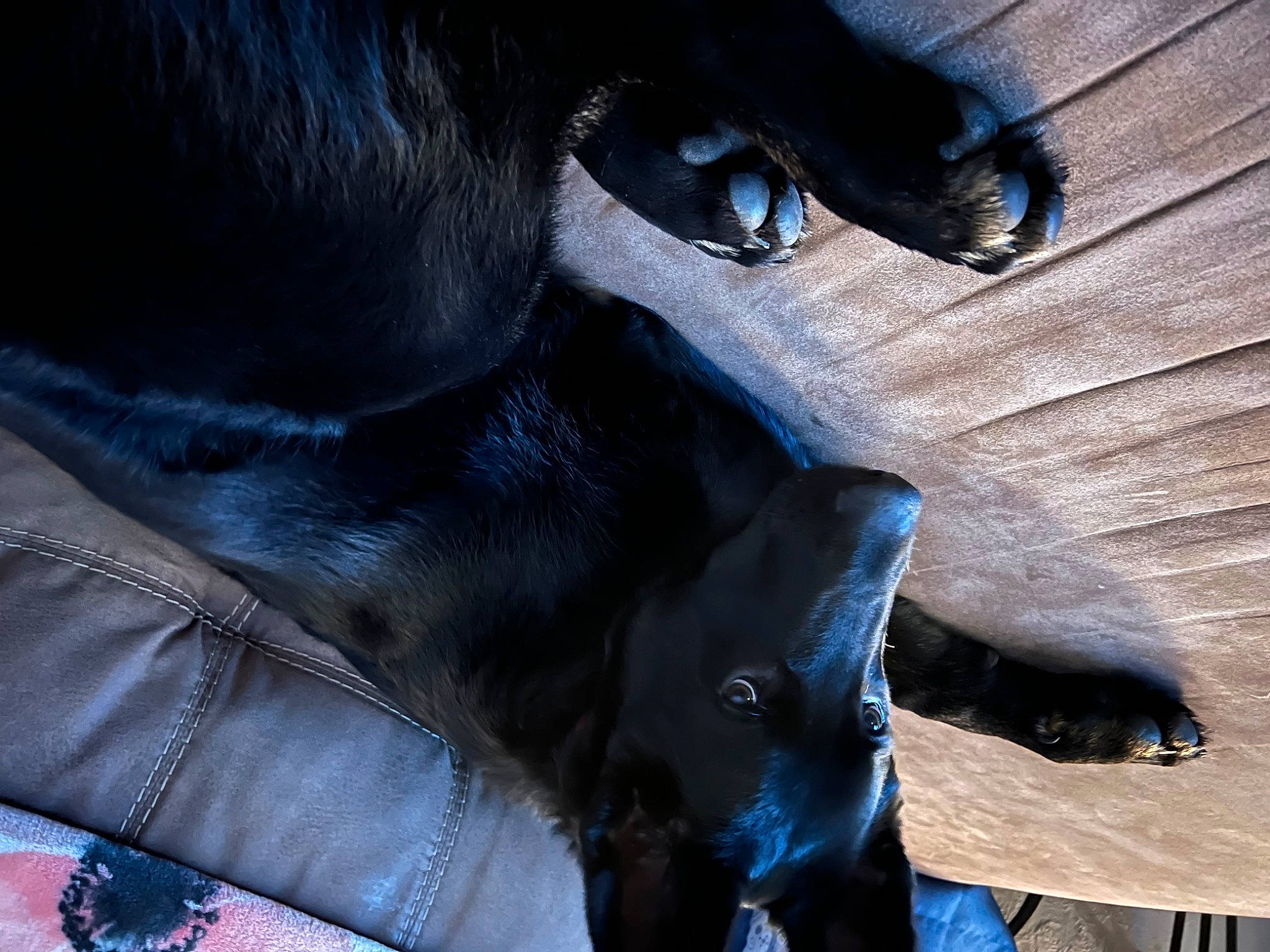 Niko joined the competition — help win amazing prizes! canidae, carnivore, close_up, comfort, companion_dog, dog, dog_breed, electric_blue, fawn, foot, fur, gesture, human_leg, jaw, liver, pet_supply, snout, sporting_group, whiskers, working_animal