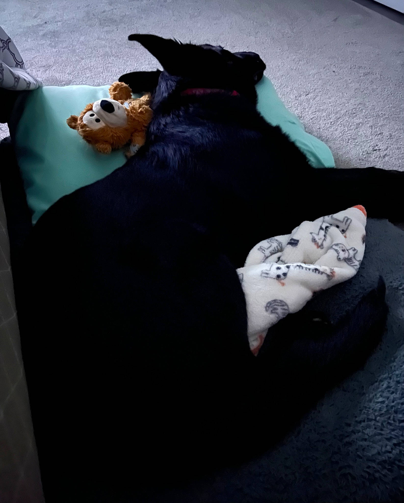 Niko joined the competition — help win amazing prizes! black_cat, carmine, carnivore, comfort, companion_dog, dog, dog_breed, dog_supply, felidae, fur, grey, linens, mammal, sitting, small_to_medium_sized_cats, snout, tail, toy_dog, whiskers, working_animal