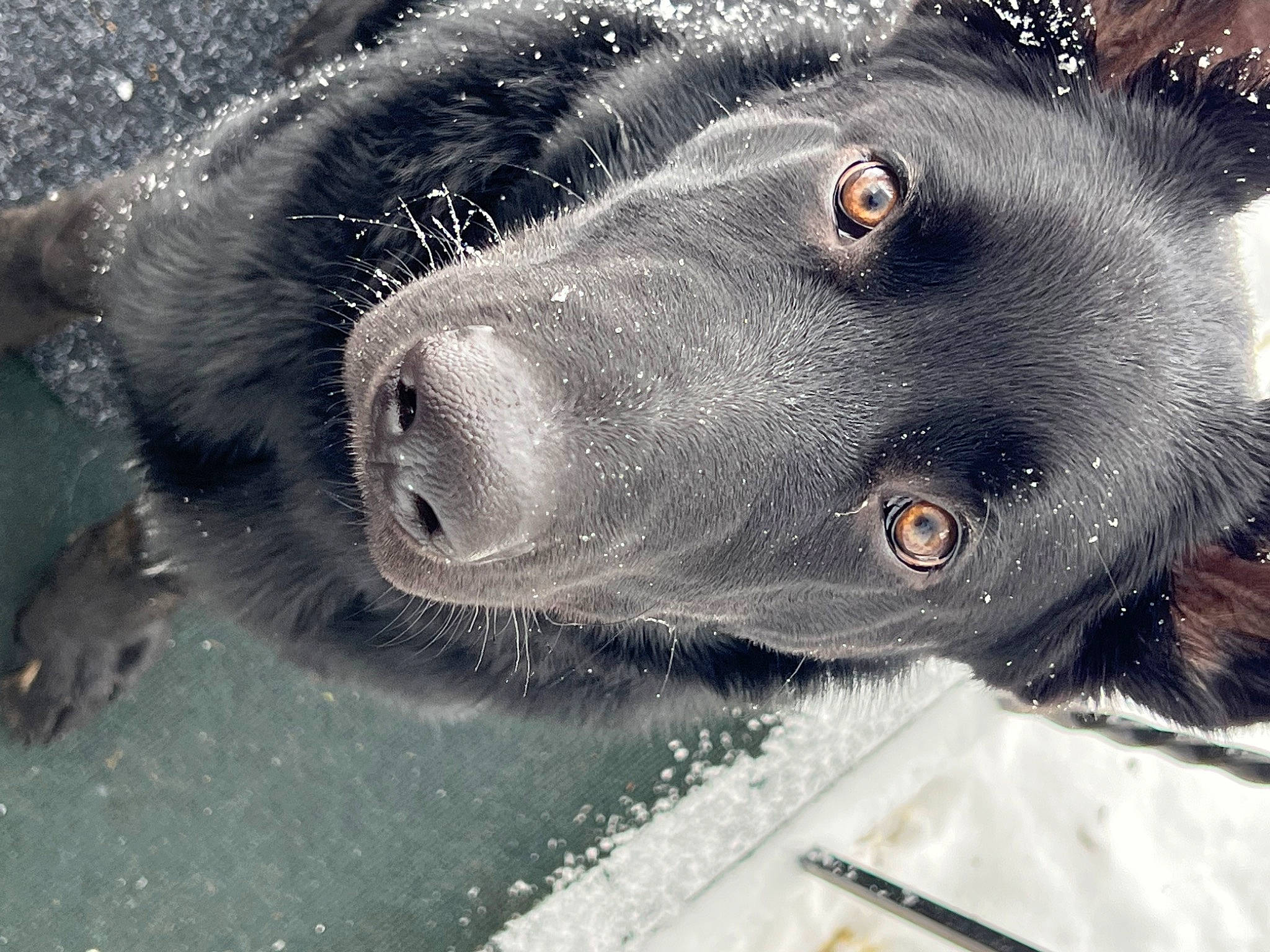 Niko joined the competition — help win amazing prizes! borador, canidae, carnivore, close_up, companion_dog, dog, dog_breed, fur, iris, mammal, monochrome_photography, snout, sporting_group, terrestrial_animal, vertebrate, whiskers, working_animal, working_dog