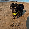 dog, beach, sand, harness, shadow, sunlight, outdoor, animal, pet, black_dog, sky, coast, water, daytime, canine, walking, nature, vacation, summer, leisure