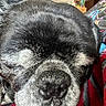 dog, pug, close_up, sleeping, resting, black_fur, gray_fur, nose, whiskers, blanket, red, gray, indoor, cozy, pet, animal, fur, face, snout, relaxed