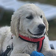 Aston participe au concours pour gagner de l'argent avec cette photo : dog, puppy, golden_retriever, red_harness, blue_toy, outdoor, close_up, fur, pet, animal, cute, resting, young, canine, fluffy, portrait, face, whiskers, ears, nostrils
