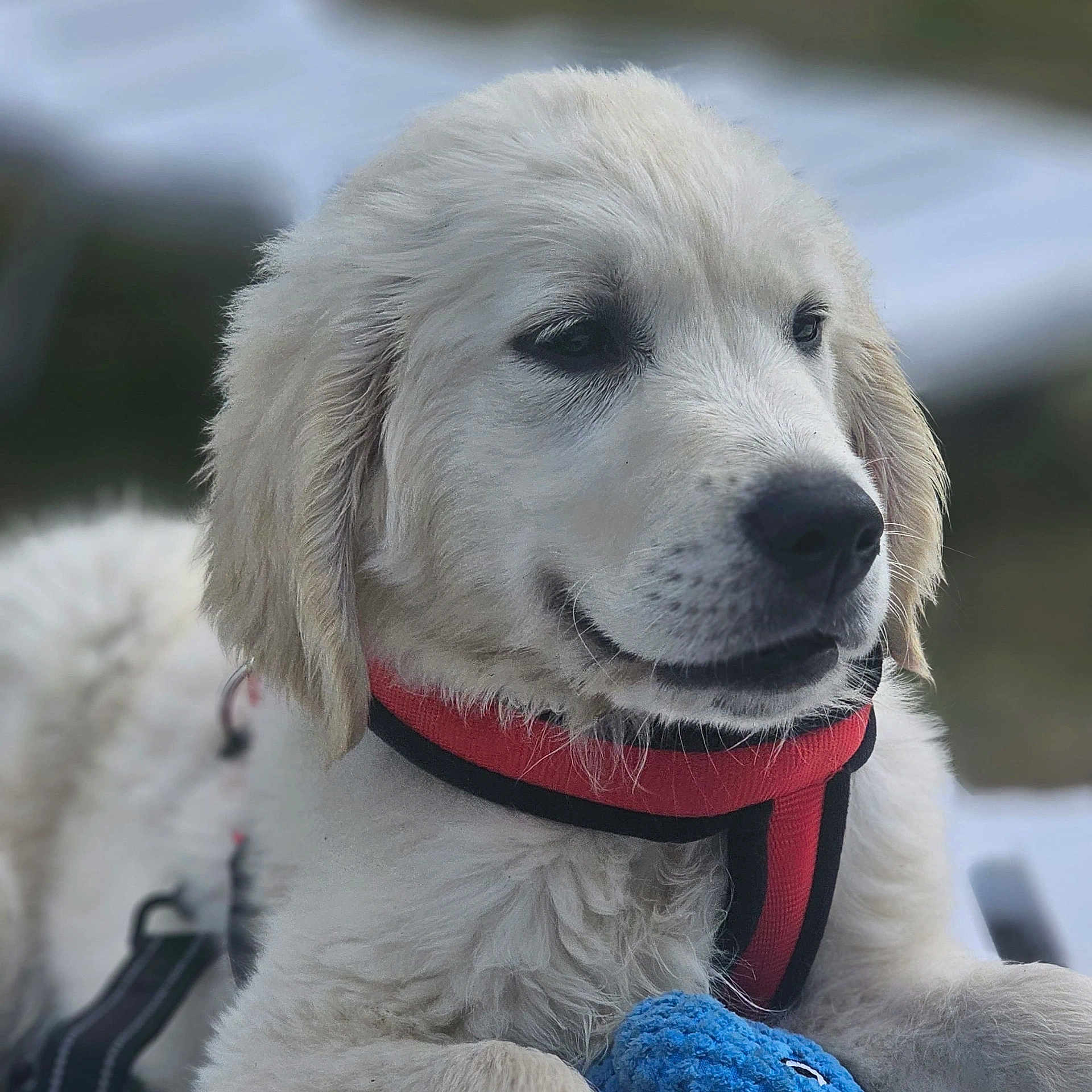 Aston participe au concours pour gagner de l'argent avec cette photo : dog, puppy, golden_retriever, red_harness, blue_toy, outdoor, close_up, fur, pet, animal, cute, resting, young, canine, fluffy, portrait, face, whiskers, ears, nostrils