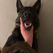 Athena participe au concours pour gagner de l'argent avec cette photo : dog, german_shepherd, pet, teeth, tongue, happy, playful, human_hand, ears, snout, nose, indoor, fabric_background, closeup, portrait, foreleg, fur, brown, black, smiling
