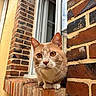 Vérone a rejoint le concours — aidez-le/la à gagner de superbes lots ! animal, brick_wall, cat, close_up, curious, daylight, ears, eyes, face, feline, fur, nose, orange_cat, outdoor, paws, pet, resting, whiskers, window, windowsill