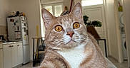Vérone participe au concours pour gagner de l'argent avec cette photo : apartment, cat, couch, cozy, curious, door, furniture, ginger_cat, home, indoors, kitchen, living_room, paw, pet, plant, refrigerator, relaxed, stretching, white_fur, window