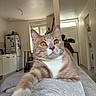 apartment, cat, couch, cozy, curious, door, furniture, ginger_cat, home, indoors, kitchen, living_room, paw, pet, plant, refrigerator, relaxed, stretching, white_fur, window