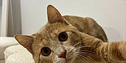 Vérone a rejoint le concours — aidez-le/la à gagner de superbes lots ! animal, cat, cat_tower, close_up, curious, cute, domestic_cat, ears, eyes, feline, fur, ginger_cat, indoor, looking_at_camera, paw, pet, playful, soft_texture, whiskers, white_wall