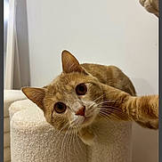 Vérone a rejoint le concours — aidez-le/la à gagner de superbes lots ! animal, cat, cat_tree, close_up, curious, cute, ears, eyes, feline, fur, home, indoor, looking, orange_cat, paw, pet, playful, soft_texture, tabby, whiskers