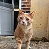 Vérone a rejoint le concours — aidez-le/la à gagner de superbes lots ! animal, brick_wall, cat, closeup, curious, daylight, door, ears, feline, front_view, fur, gravel, orange_tabby, outdoor, path, pet, walking, whiskers, white_paws, yellow_wall