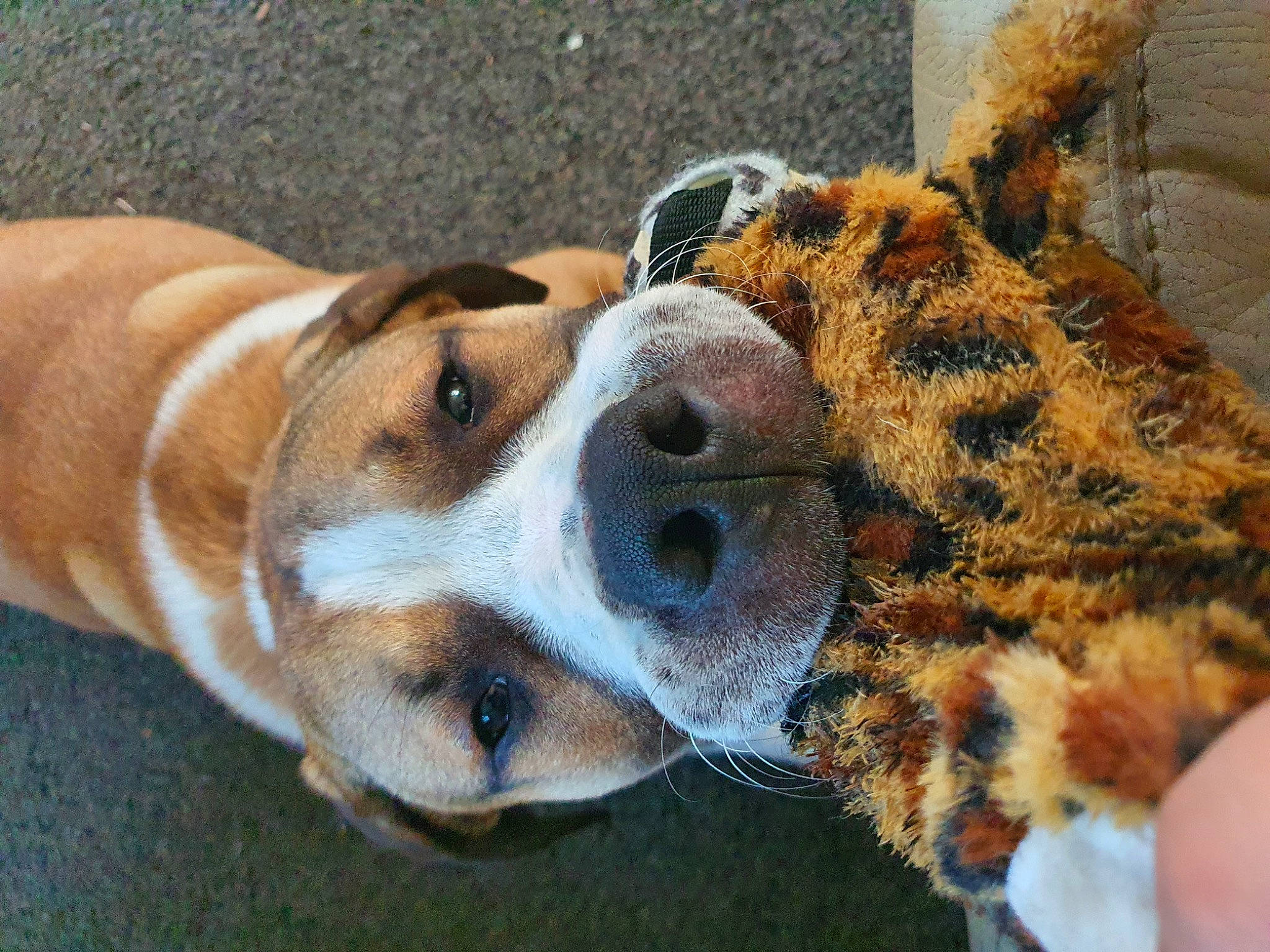 George is registered to the contest to win money with this photo: canidae, carnivore, collar, companion_dog, dog, dog_breed, dog_collar, dog_supply, eyewear, fawn, fur, mammal, paw, snout, sporting_group, stuffed_toy, terrestrial_animal, toy, vertebrate, whiskers