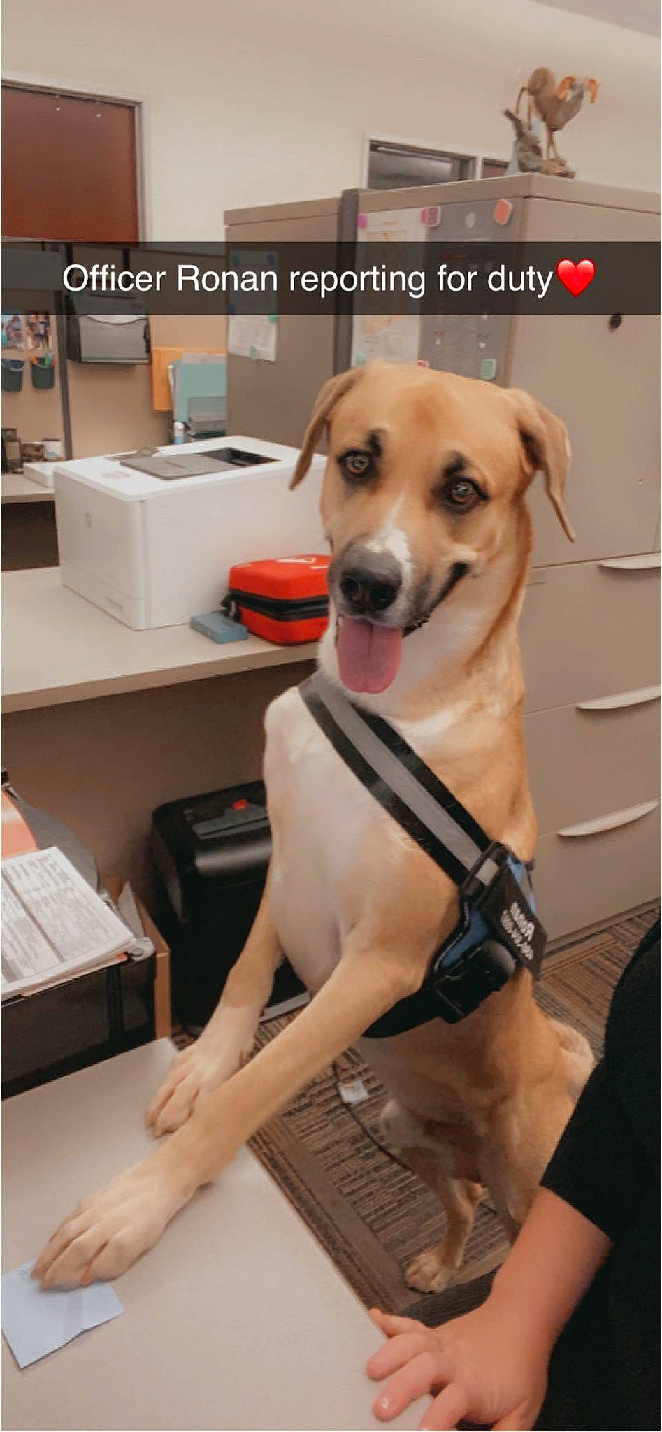 Ronan joined the competition — help win amazing prizes! carnivore, collar, companion_dog, desk, dog, dog_breed, dog_collar, dog_supply, fawn, home_appliance, laser_printing, office_equipment, output_device, paw, pet_supply, printer, snout, sporting_group, table, working_animal