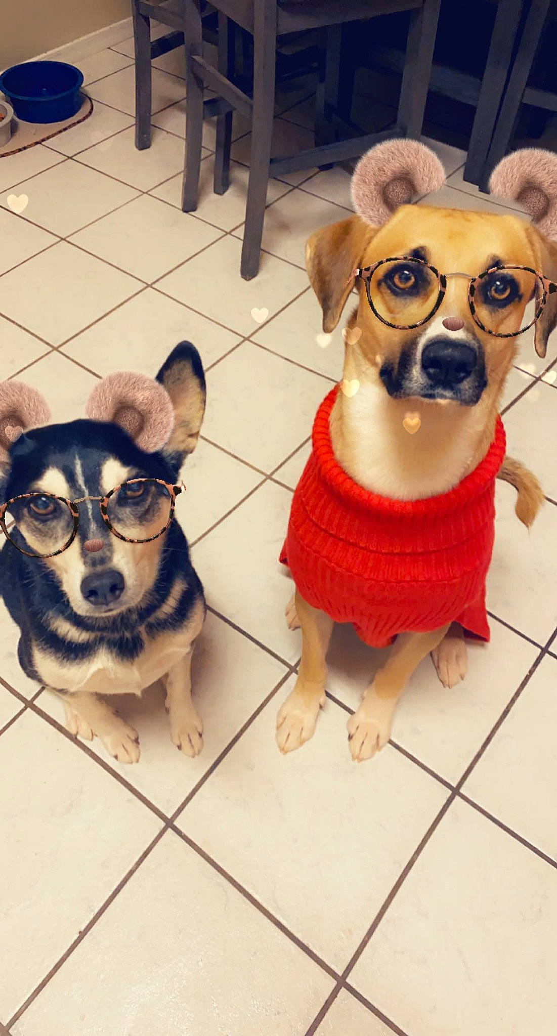 Ronan is registered to the contest to win money with this photo: carnivore, chihuahua, companion_dog, dog, dog_breed, dog_clothes, dog_supply, eyewear, fawn, floor, flooring, mammal, personal_protective_equipment, pet_supply, shoe, snout, sporting_group, toy_dog, vision_care, working_animal