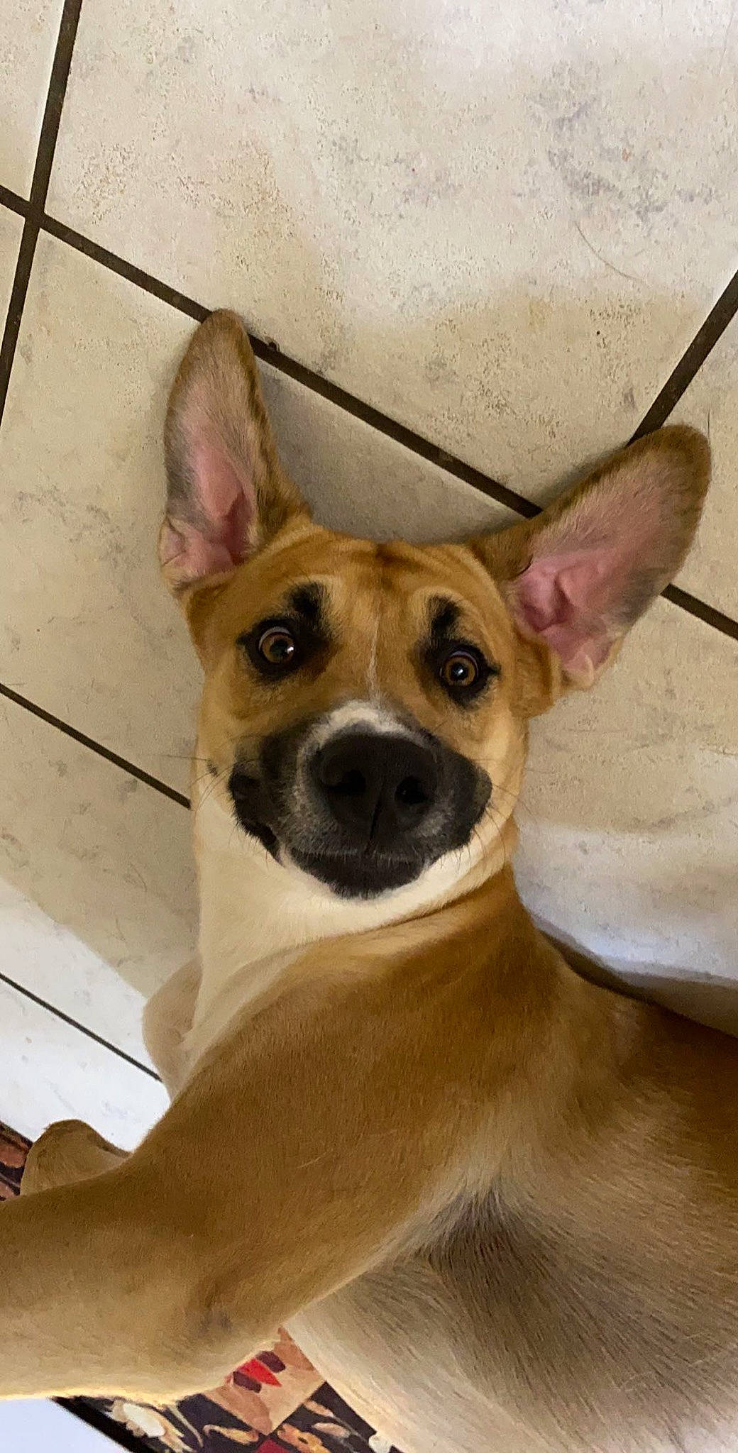 Ronan is registered to the contest to win money with this photo: ancient_dog_breeds, canidae, carnivore, collar, companion_dog, dog, dog_breed, ear, eye, fawn, fur, non_sporting_group, snout, sporting_group, terrestrial_animal, toy_dog, whiskers, wood, working_animal