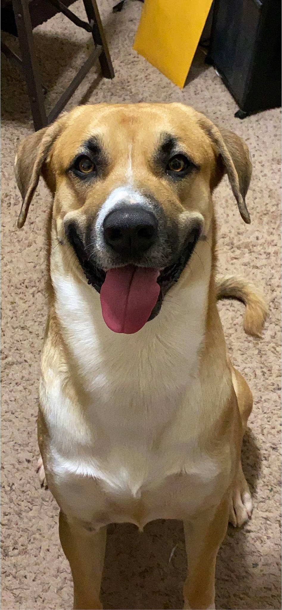 Ronan joined the competition — help win amazing prizes! ancient_dog_breeds, canidae, carnivore, collar, companion_dog, dog, dog_breed, dog_collar, fawn, firefighter, snout, sporting_group, terrestrial_animal, whiskers, working_animal, working_dog