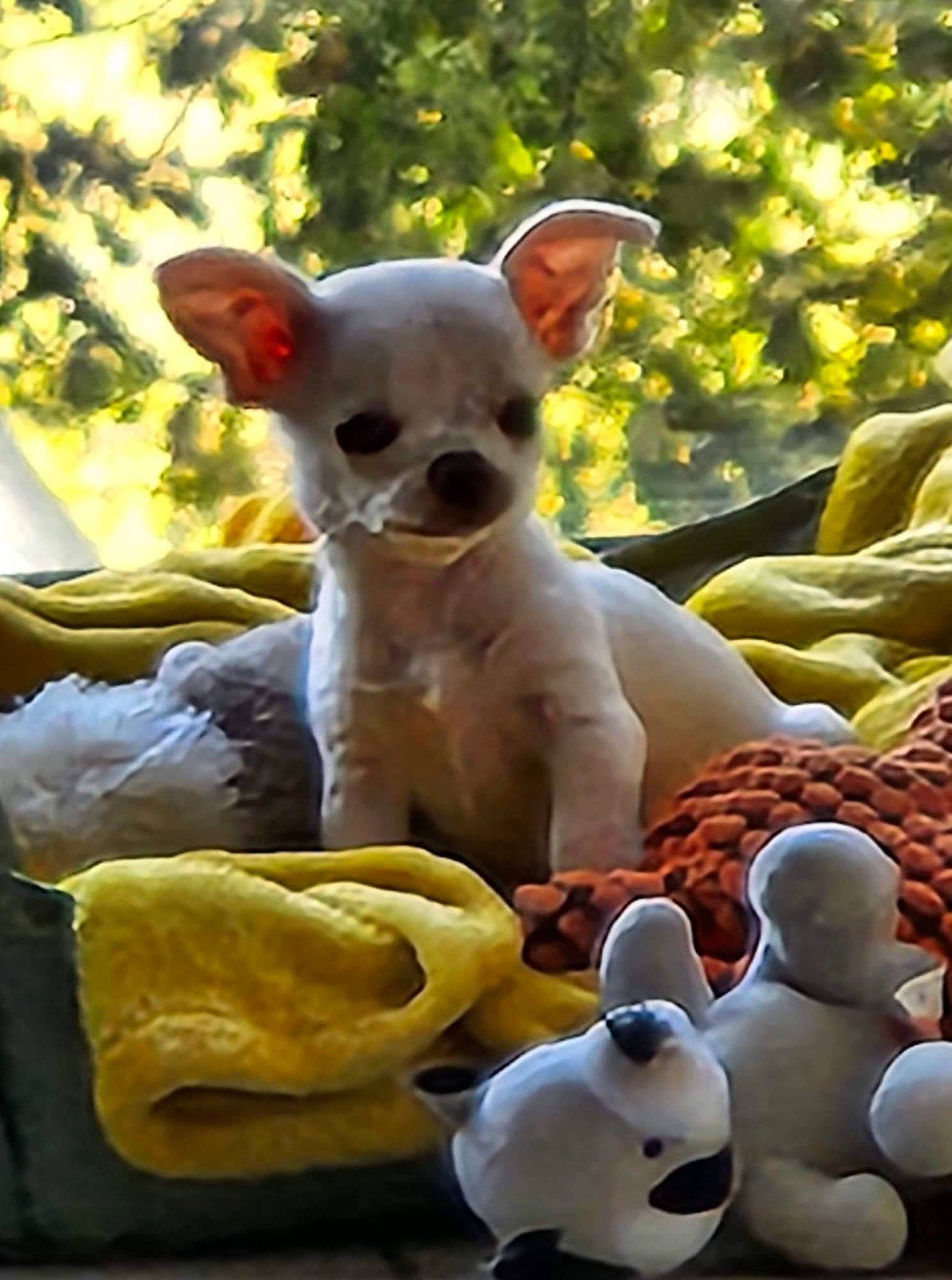 Elsa participe au concours pour gagner de l'argent avec cette photo : canidae, carnivore, chihuahua, companion_dog, dog, dog_breed, fawn, fun, grass, mammal, snout, sporting_group, stuffed_toy, sunglasses, toy, toy_dog, vertebrate, whiskers, working_animal, yellow